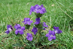 Ruellia lactea