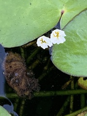 Nymphoides hydrophylla