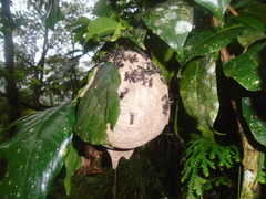 Polybia plebeja
