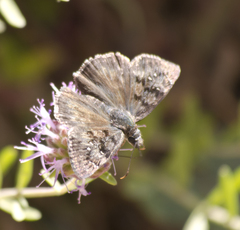 Erynnis meridianus