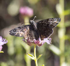 Erynnis meridianus