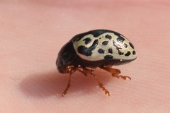 Calligrapha ignota