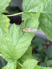 Ptecticus trivittatus