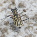 Western Tidal Flat Tiger Beetle - Photo (c) ruanemartin, some rights reserved (CC BY-NC)