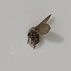 Psychodidae