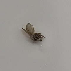 Psychodidae