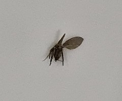 Psychodidae