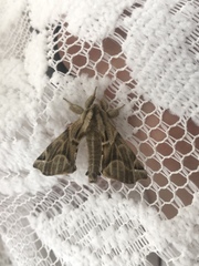 Apatelodes pudefacta