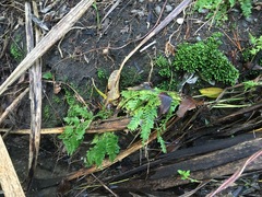Pteris tremula