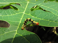 Melanchroia chephise