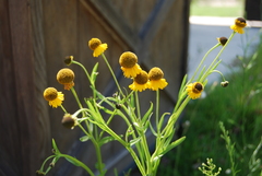 Helenium mexicanum
