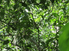 Vireo gilvus