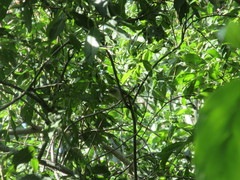 Vireo gilvus