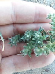 Cryptantha minima