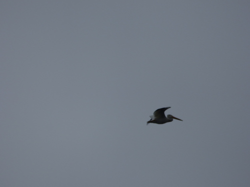 American White Pelican photographed in Iowa