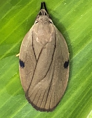 Stenoma exarata