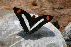 Adelpha iphicleola