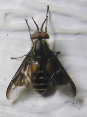 Chrysopsinae