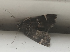 Hymenia perspectalis