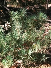 Podocarpus drouynianus