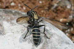 Sphiximorpha roederii