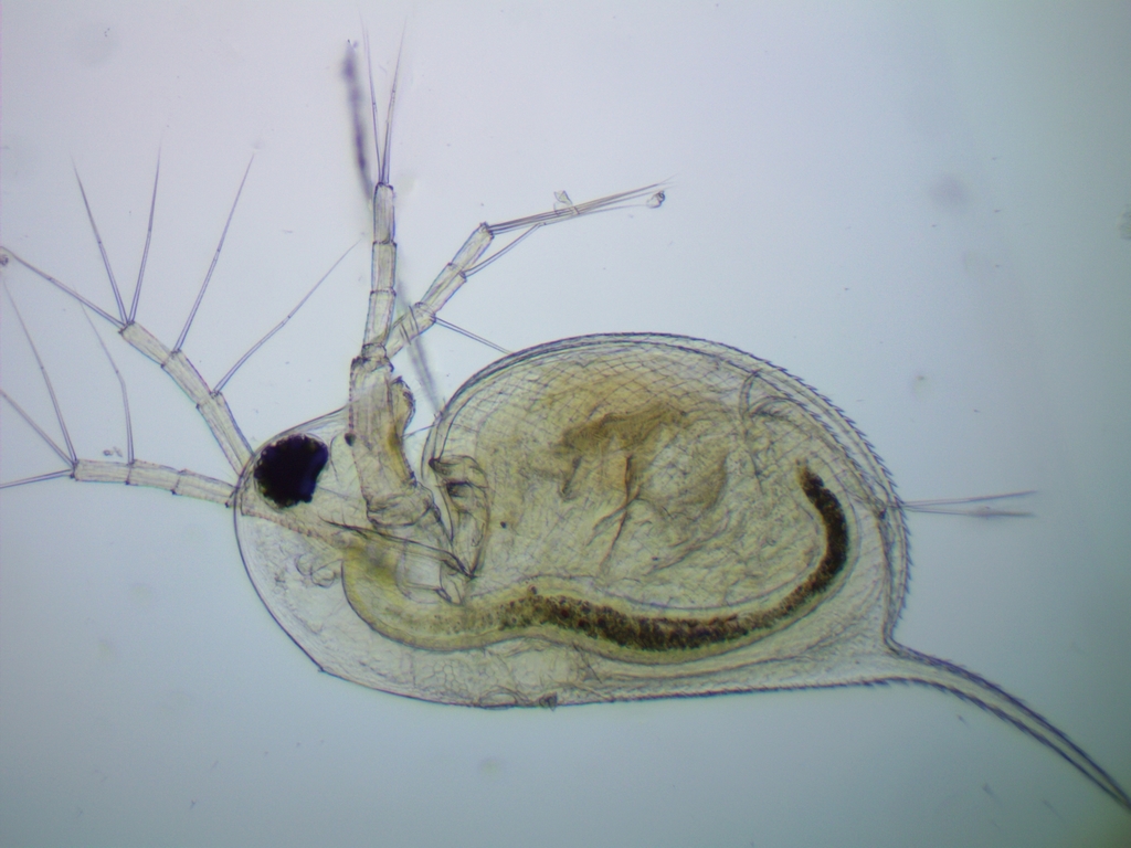 long-tailed waterflea