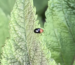 Triplax thoracica