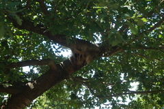 Thaumetopoea processionea