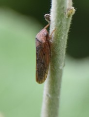 Ponana rubida