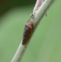 Ponana rubida
