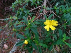 Hibbertia cuneiformis