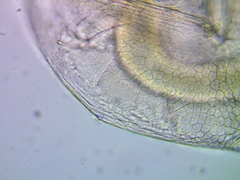 Daphnia longispina