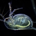Water-Fleas - Photo (c) Ivan Sinkov, some rights reserved (CC BY), uploaded by Ivan Sinkov