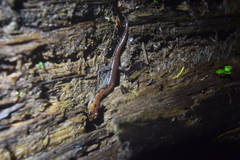 Plethodontinae
