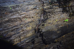 Plethodontinae