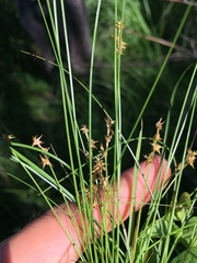 Carex interior