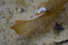 Potamogeton amplifolius