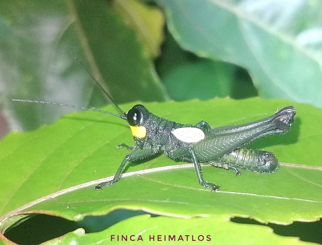 Eulampiacris leucoptera