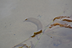 Potamogeton amplifolius