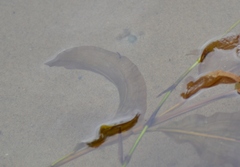 Potamogeton amplifolius