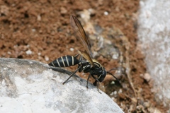 Sphiximorpha roederii