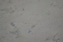 Fundulus diaphanus menona