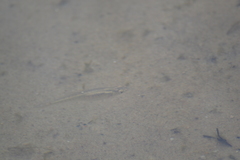 Fundulus diaphanus menona