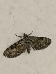 Eupithecia anticaria