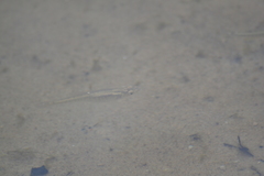 Fundulus diaphanus menona