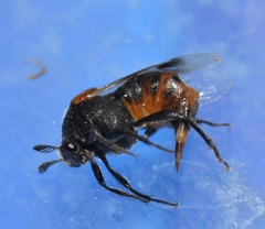 Ripiphorus