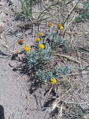 Picradeniopsis oppositifolia