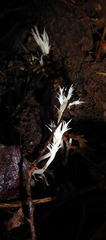 Clavulina cristata var. zealandica image