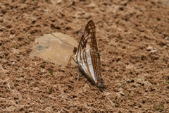 Adelpha iphicleola
