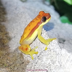 Dendropsophus rhodopeplus